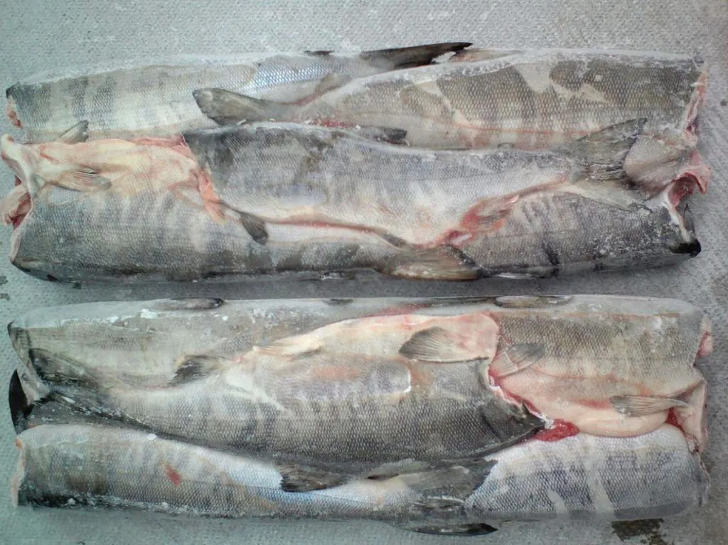 рыба Кета свежемороженая оптом  в Махачкале