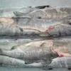рыба Кета свежемороженая оптом  в Махачкале