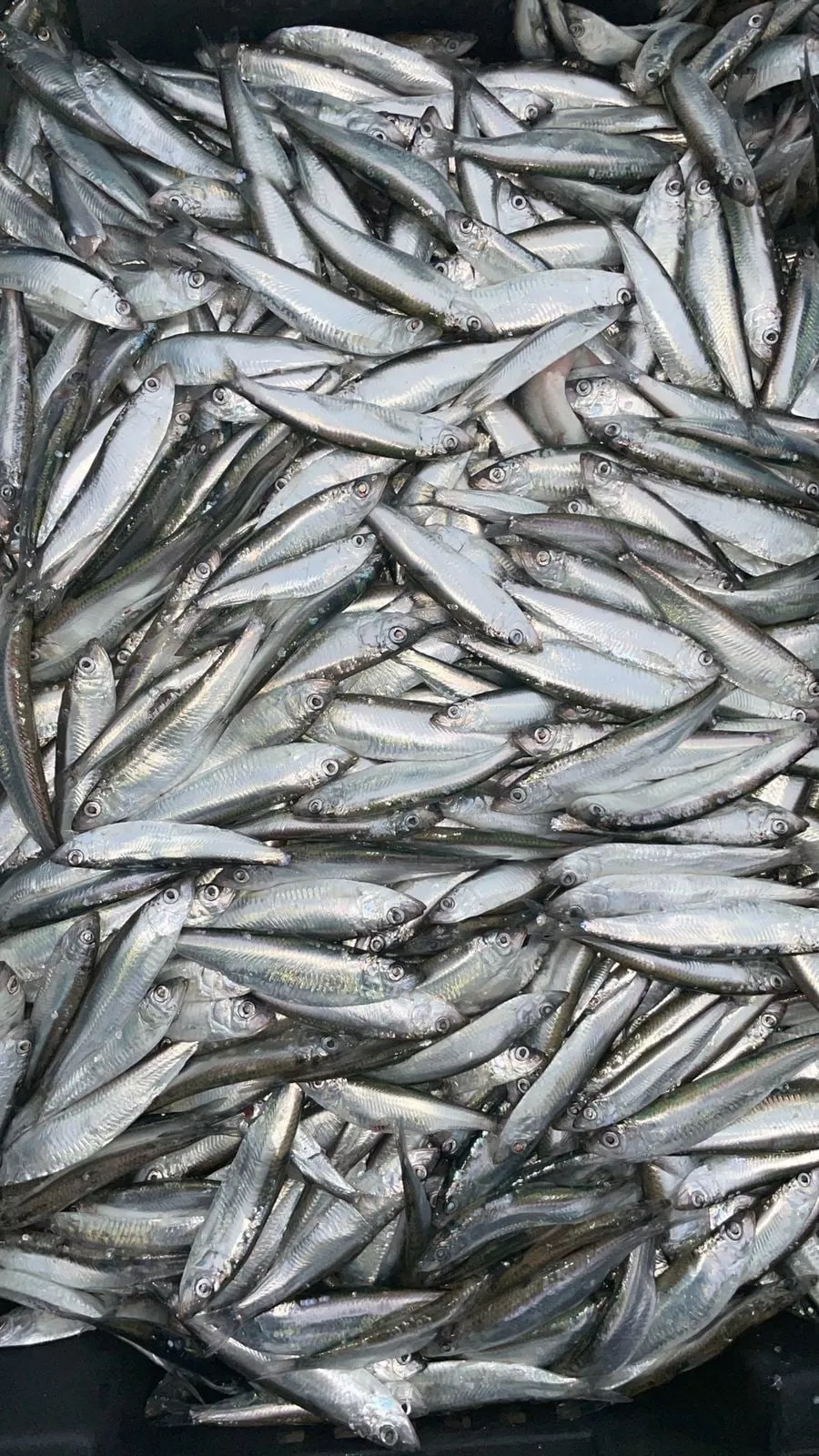 каспийская рыба со склада в кизляре в Кизляре