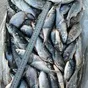 рыбец каспийский икряной с/м 16+ см в Махачкале и Республике Дагестан