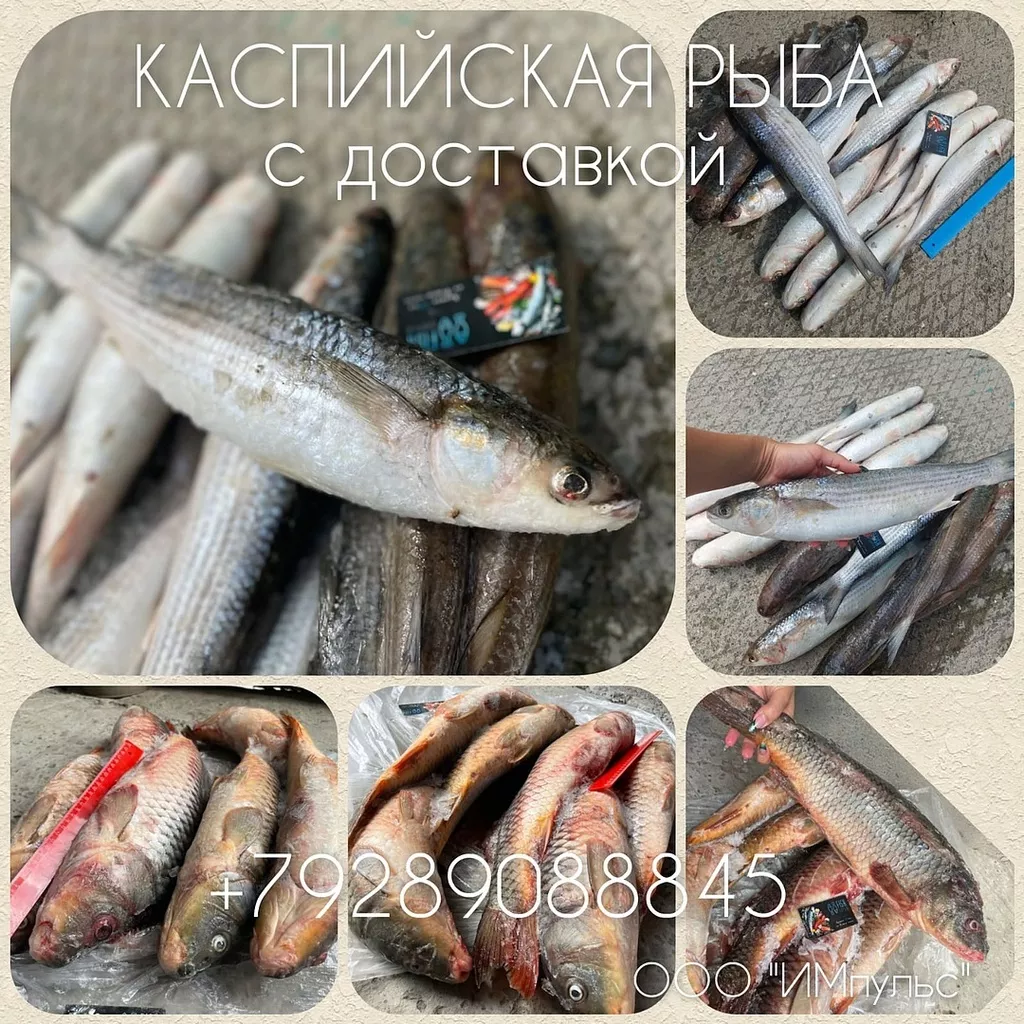 каспийская рыба едет по РФ в Кизляре
