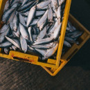 Объём добычи рыбы в Дагестане с начала года вырос в два с половиной раза