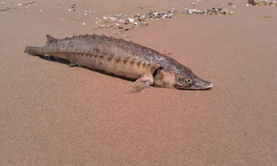 Найден тайник с 1,3 тоннами незаконно выловленной рыбы осетровых видов
