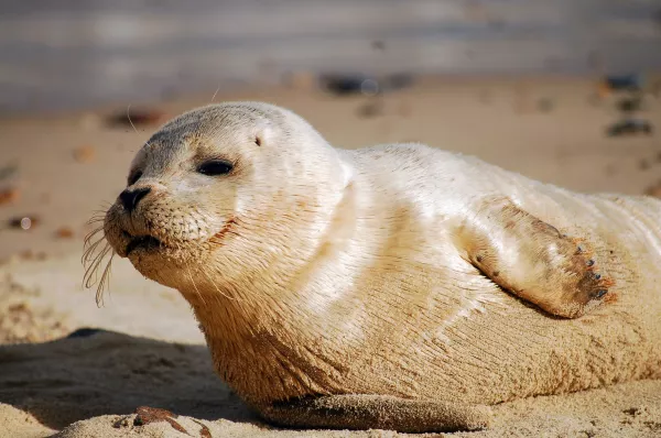 Оперативный штаб займется изучением ситуации с гибелью тюленей в Дагестане
