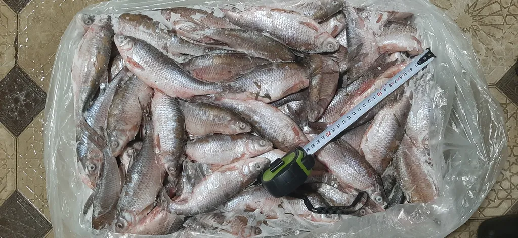 фотография продукта Каспийская рыба от производителя оптом.