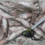 каспийская рыба от производителя оптом. в Кизляре