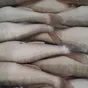 каспийская рыба от производителя оптом. в Кизляре 4