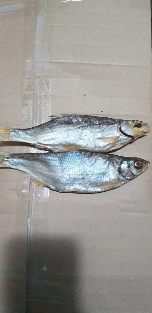 фотография продукта Рыба вяленая вобла ,лещ,рыбец,щука 