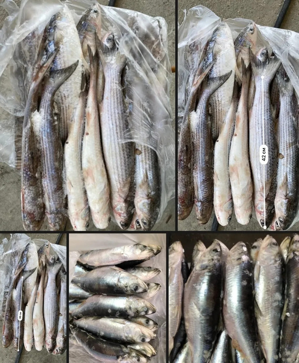 свежемороженая Рыба с Доставкой в Кизляре