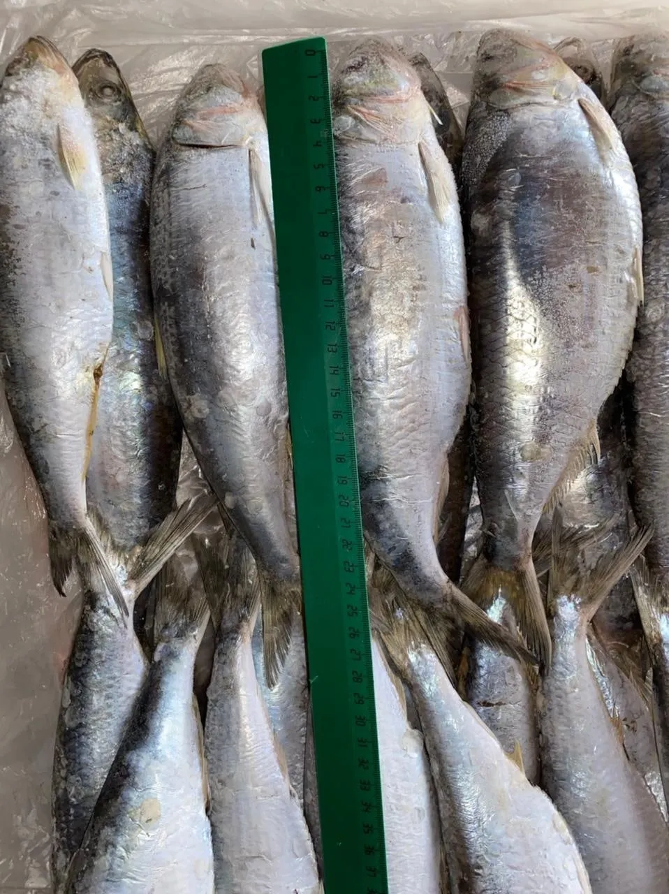 ассортимент Каспийской Рыбы в Кизляре 3
