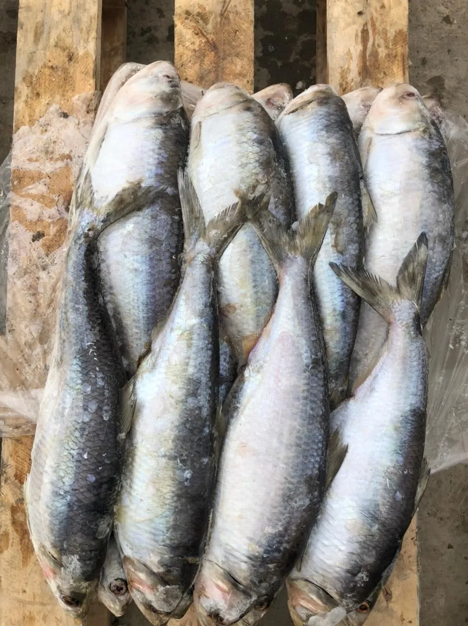 ассортимент Каспийской Рыбы в Кизляре 2