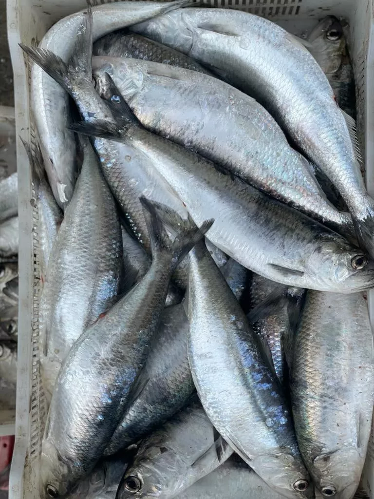 Фотография продукта Каспийская рыба в ассортименте 