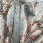 рыбец каспийский икряной с/м в Кизляре