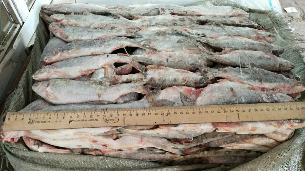 рыбец каспийский шок цена в Кизляре