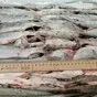 рыбец каспийский шок цена в Кизляре