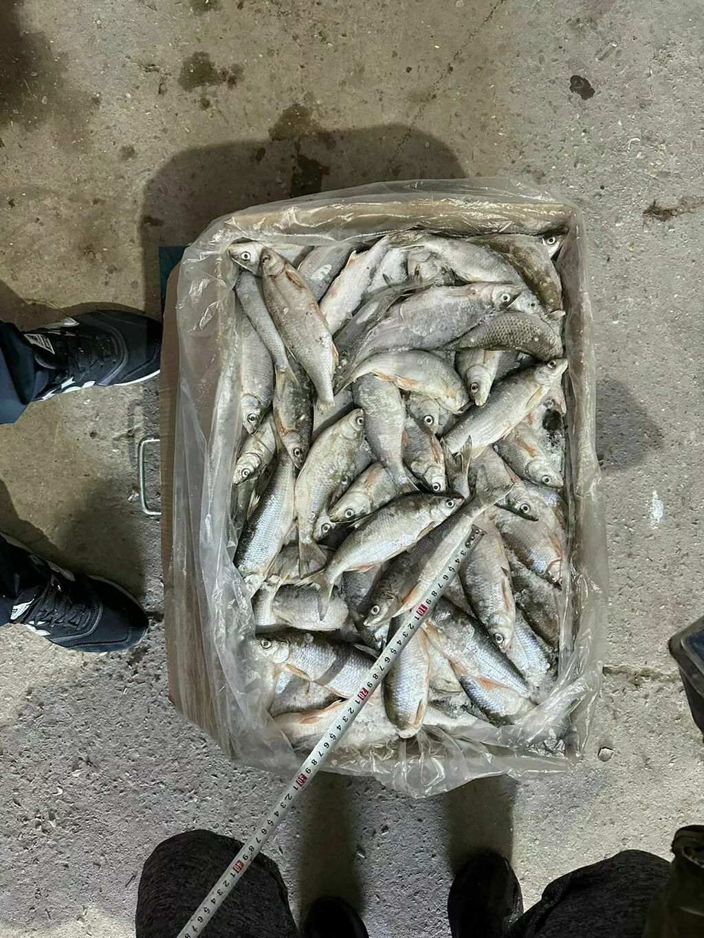 рыбец свеже в Махачкале и Республике Дагестан