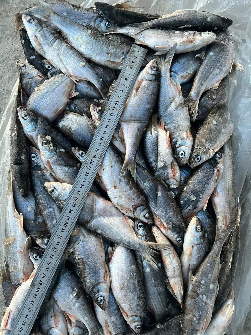 фотография продукта Распродажа рыбец каспийский икряной 