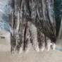 супер кутум каспийский икряной в Кизляре