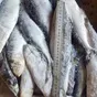 каспийская рыба со склада в кизляре в Махачкале и Республике Дагестан 3