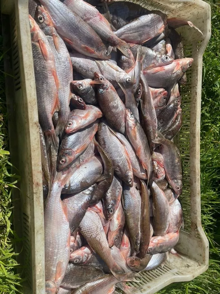 каспийская рыба со склада в кизляре в Махачкале и Республике Дагестан 2