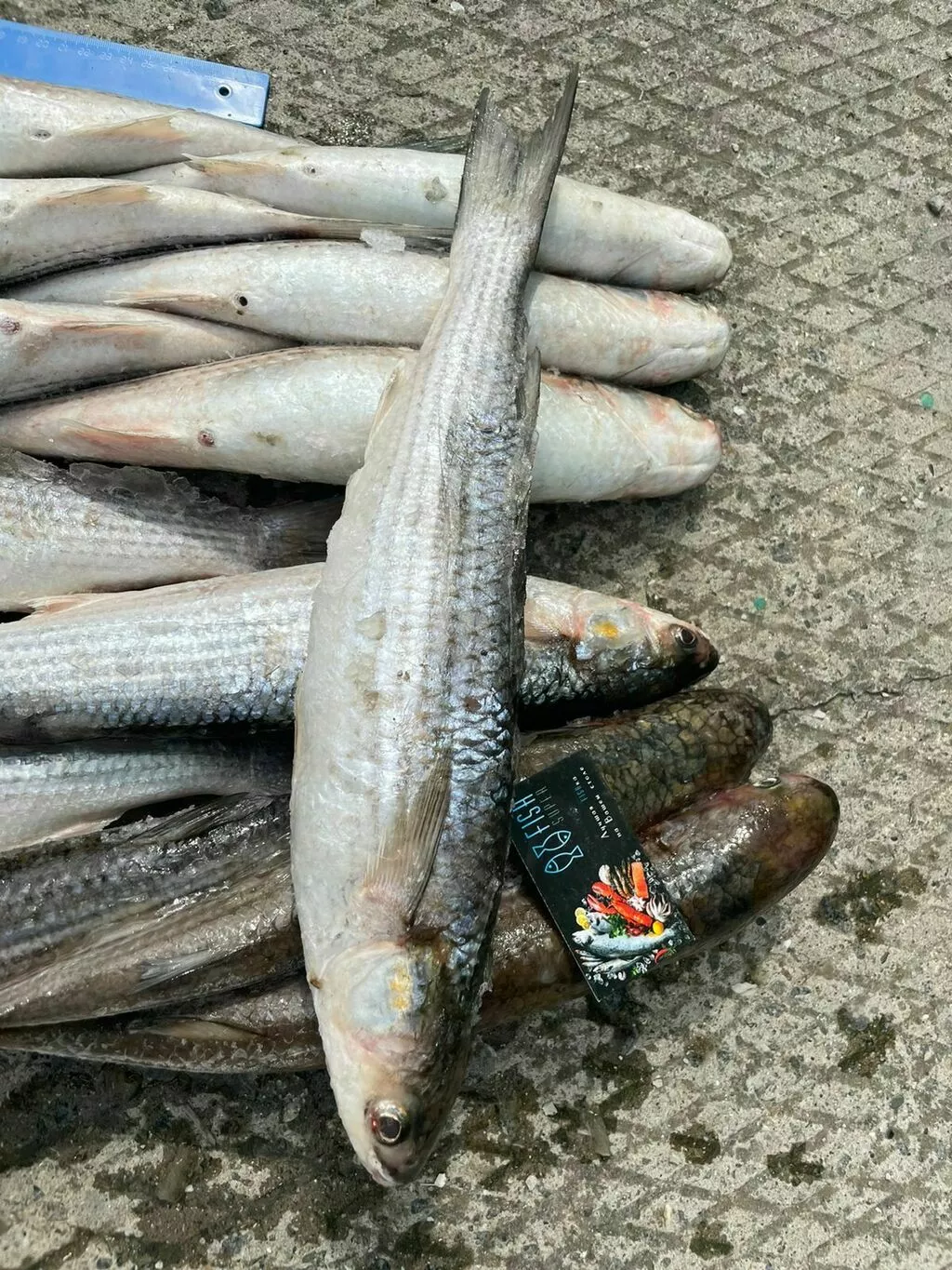 рыба в ассортименте на складах  в Кизляре 2