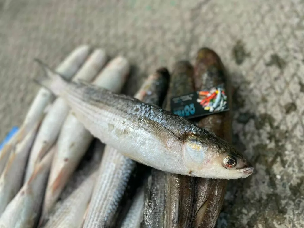 рыба в ассортименте на складах  в Кизляре 2