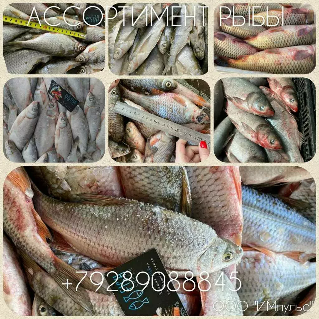 рыба в ассортименте покупаем в Кизляре